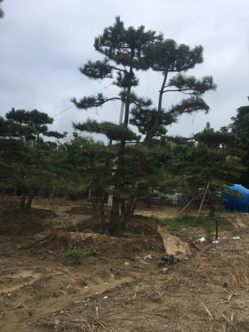 造型松