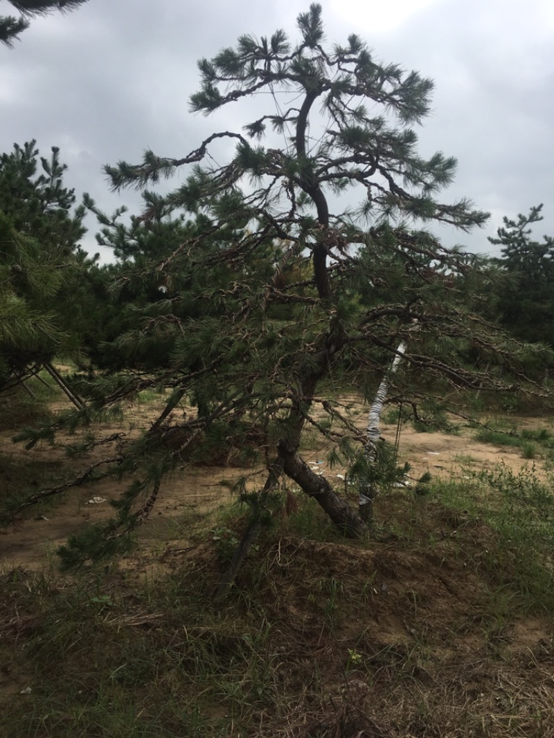 造型松