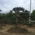 造型松