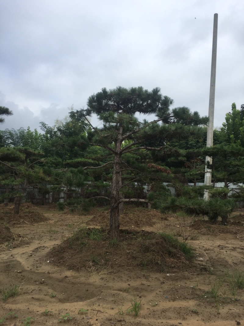 造型松