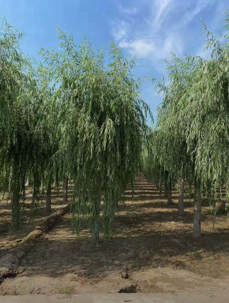 青皮垂柳11-20公分，自家苗圃，一手货源，价格低