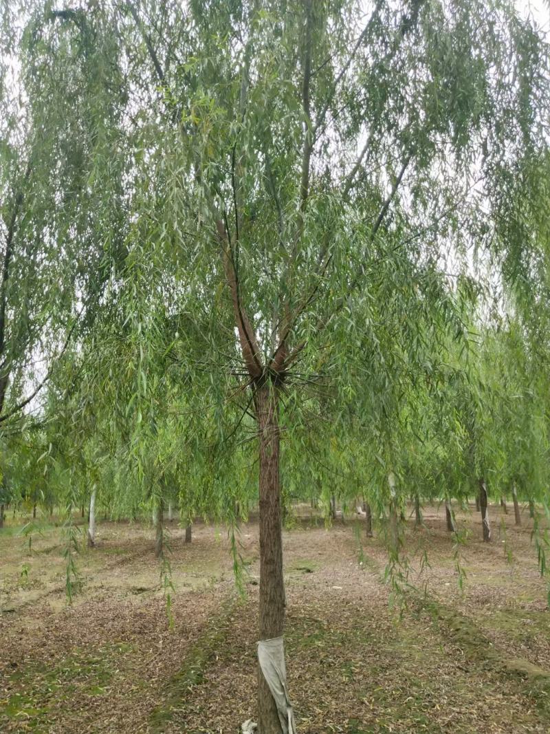 青皮垂柳11-20公分，自家苗圃，一手货源，价格低