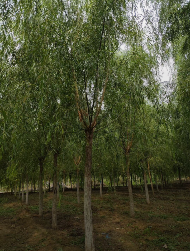 青皮垂柳11-20公分，自家苗圃，一手货源，价格低