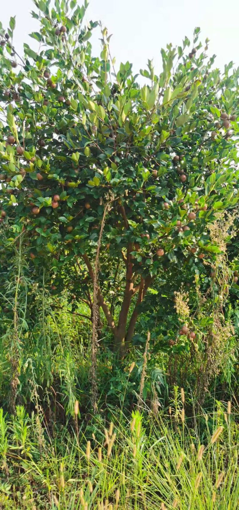 油茶树长林一号