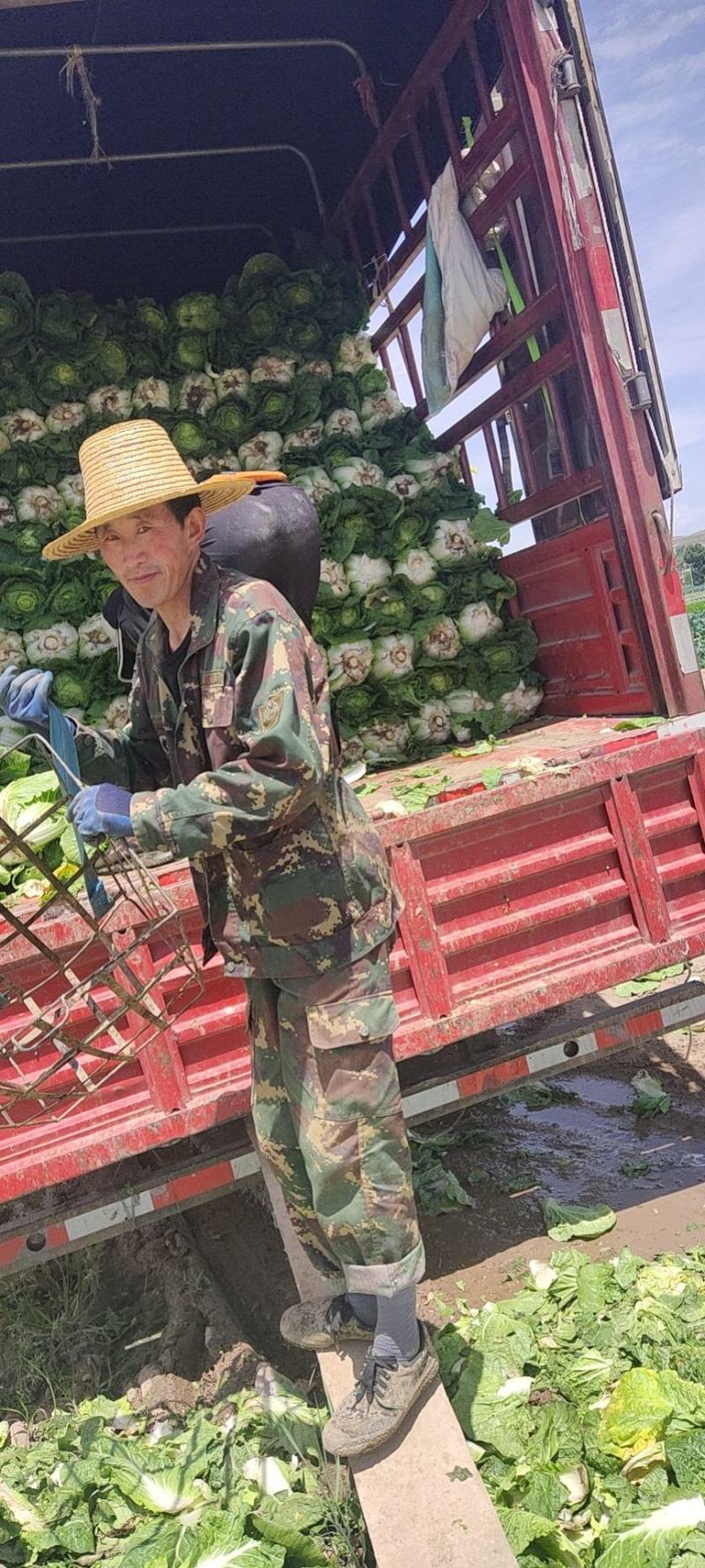 大量娃娃菜有货，需要的联系！产地直销批发零售！价格低质量