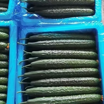 精品密刺黄瓜大量上市！
