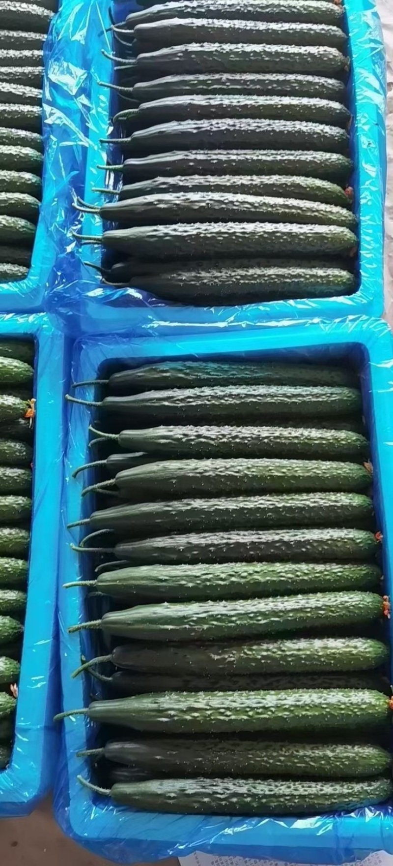 精品密刺黄瓜大量上市！