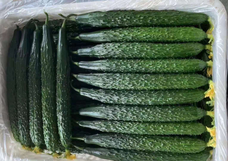 精品密刺黄瓜大量上市！