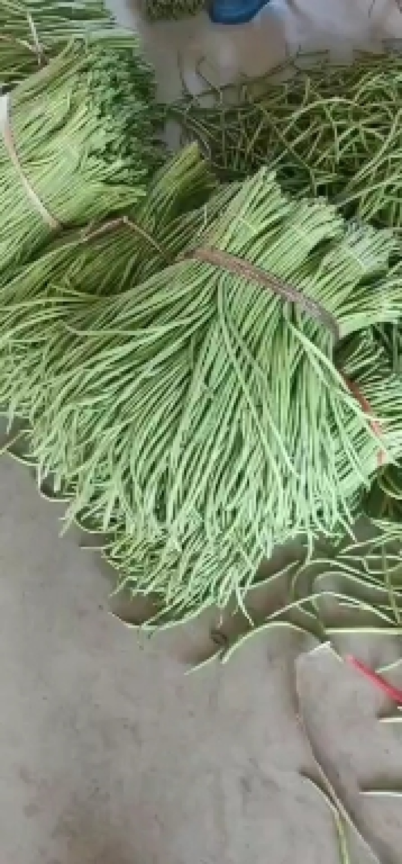 长豆角