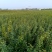 石榴苗软籽石榴苗当年开花当年结果南边种植包邮