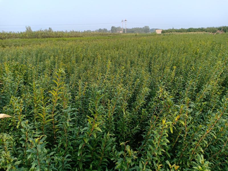 石榴苗软籽石榴苗当年开花当年结果南边种植包邮