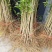 石榴苗软籽石榴苗当年开花当年结果南边种植包邮