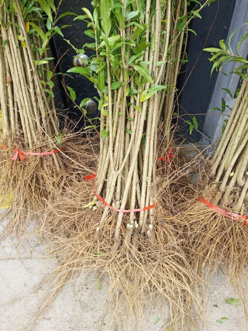 石榴苗软籽石榴苗当年开花当年结果南边种植包邮
