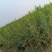石榴苗软籽石榴苗当年开花当年结果南边种植包邮