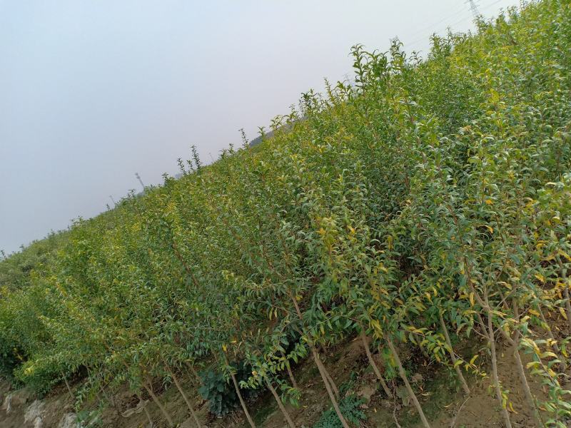 石榴苗软籽石榴苗当年开花当年结果南边种植包邮