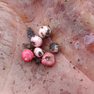 地下明珠落地珍珠、铁秤锤、土地子、一粒金丹、茅膏菜