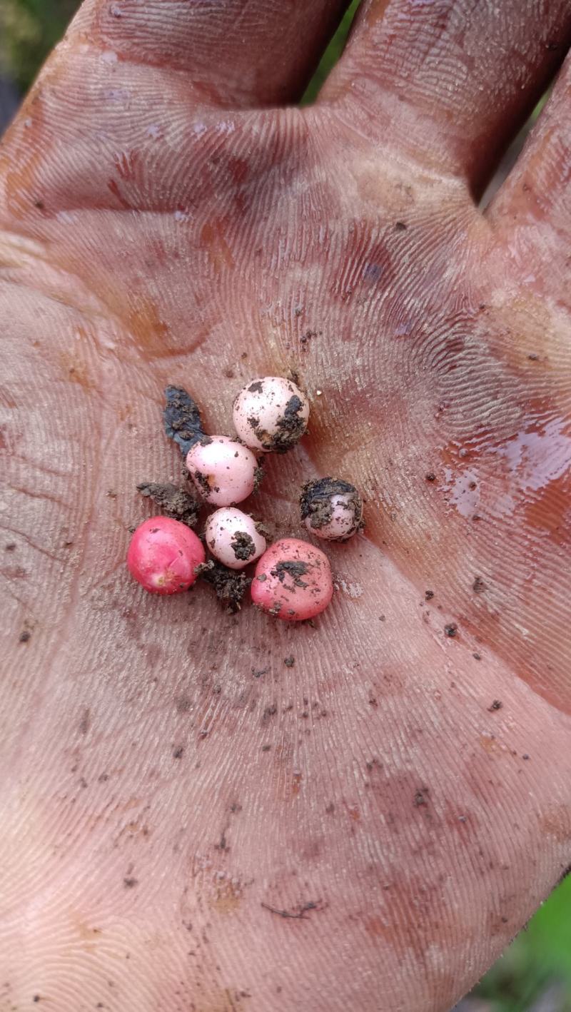 地下明珠落地珍珠、铁秤锤、土地子、一粒金丹、茅膏菜