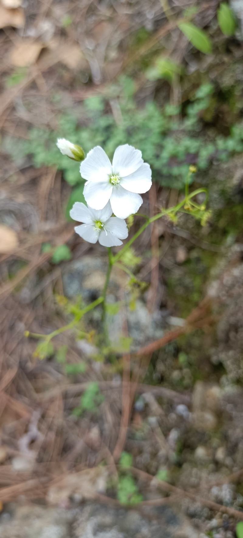 地下明珠落地珍珠、铁秤锤、土地子、一粒金丹、茅膏菜