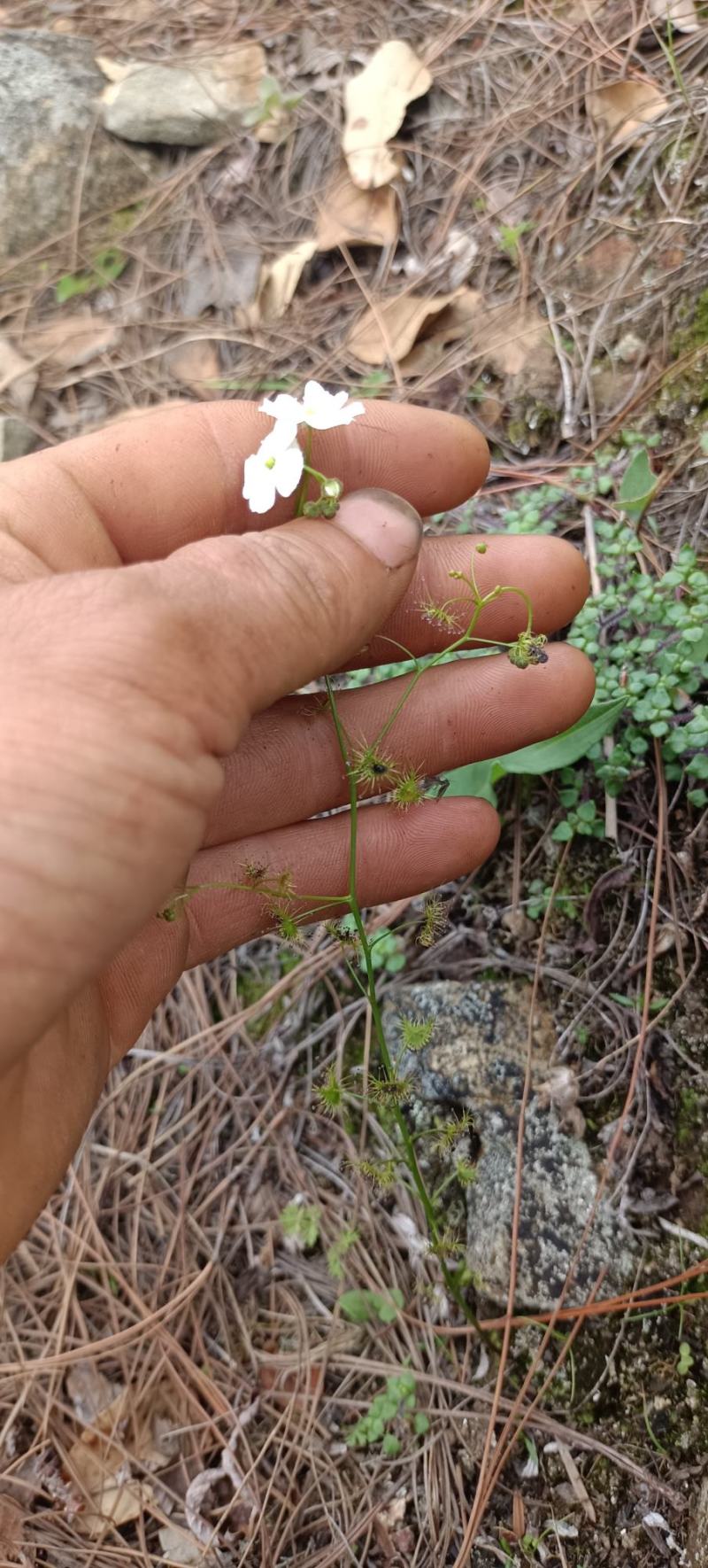 地下明珠落地珍珠、铁秤锤、土地子、一粒金丹、茅膏菜