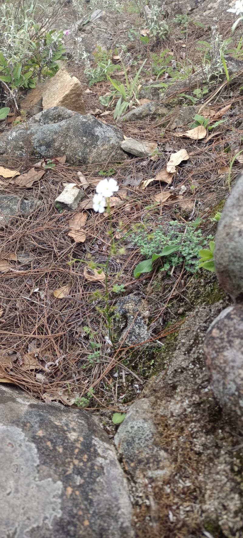 地下明珠落地珍珠、铁秤锤、土地子、一粒金丹、茅膏菜