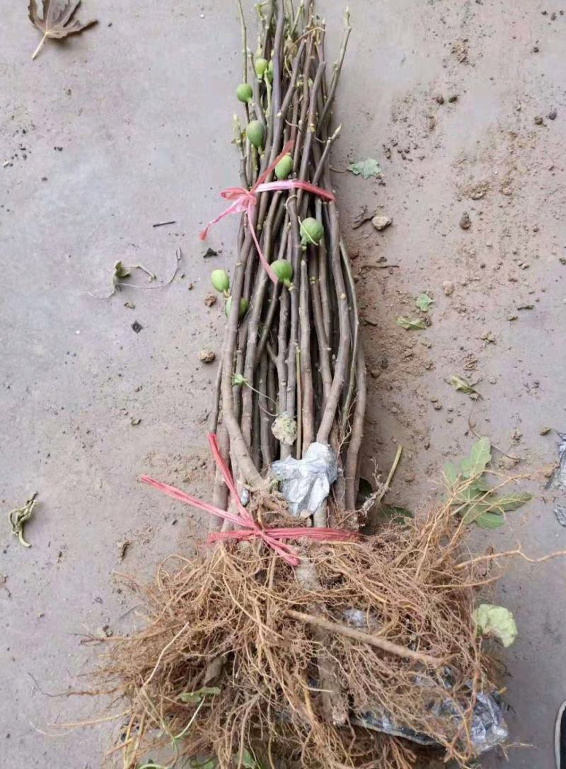 无花果苗