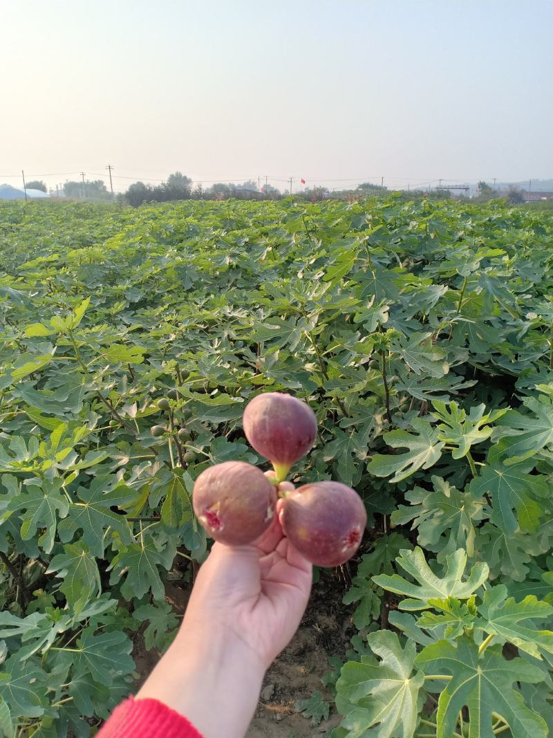 无花果苗