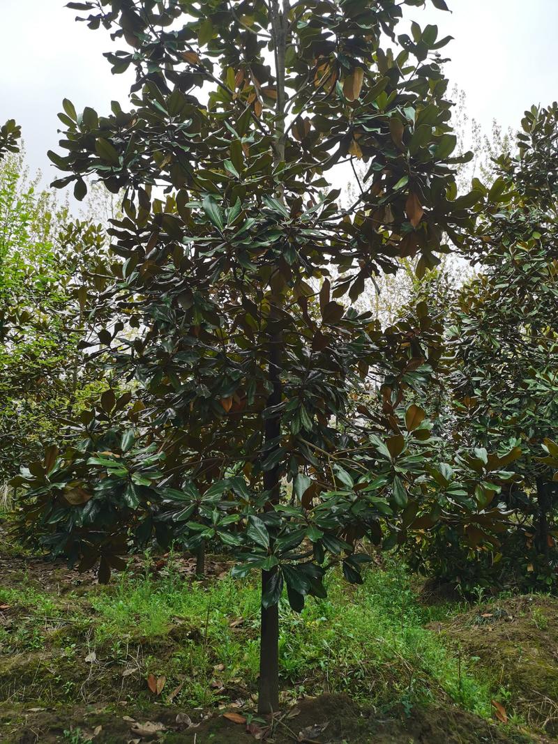 广玉兰6~8cm，广玉兰8公分价格，广玉兰价格，玉兰树