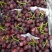 龙口套袋巨峰大量上市中