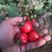 种子普罗旺斯贝贝千禧草莓西红柿口感西红柿种子