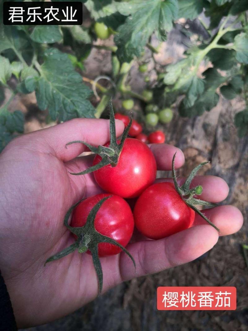 种子普罗旺斯贝贝千禧草莓西红柿口感西红柿种子