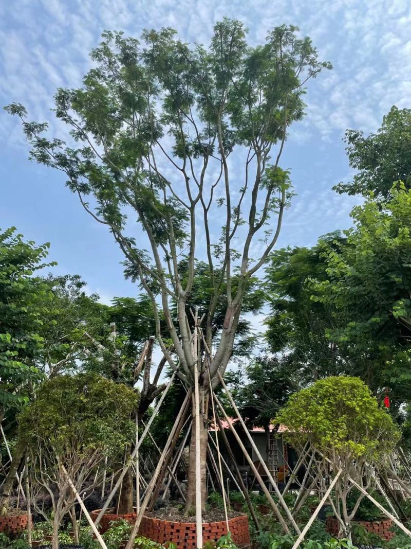 凤凰树漳州凤凰木苗圃供应，多规格凤凰木