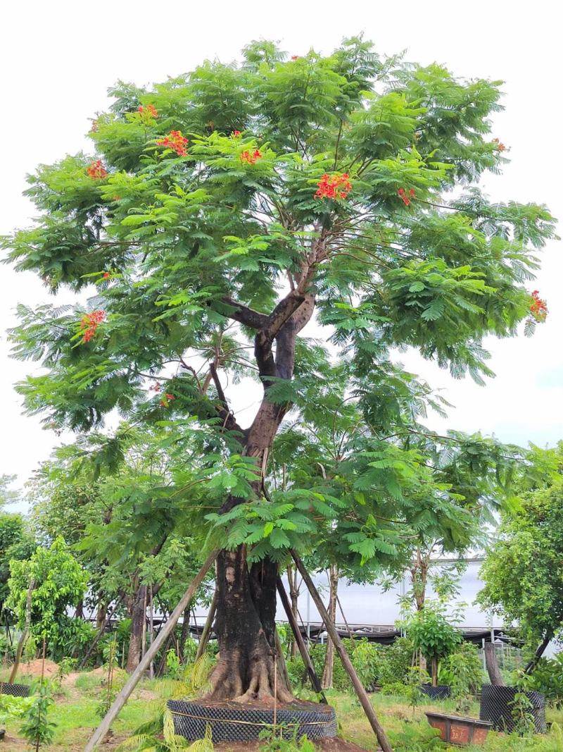 凤凰树漳州凤凰木苗圃供应，多规格凤凰木