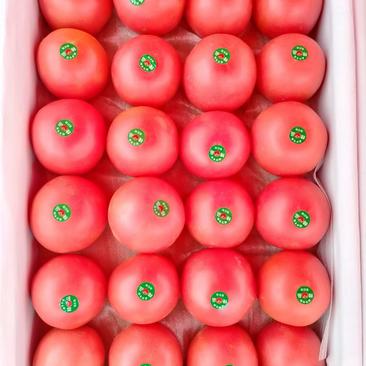 本地硬粉西红柿，质量好量大，发往全国各地，代购代销，