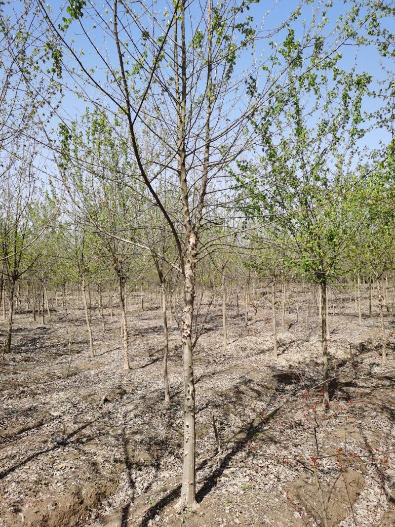 栾树苗价格，栾树价格，南栾价格，栾树地理价格