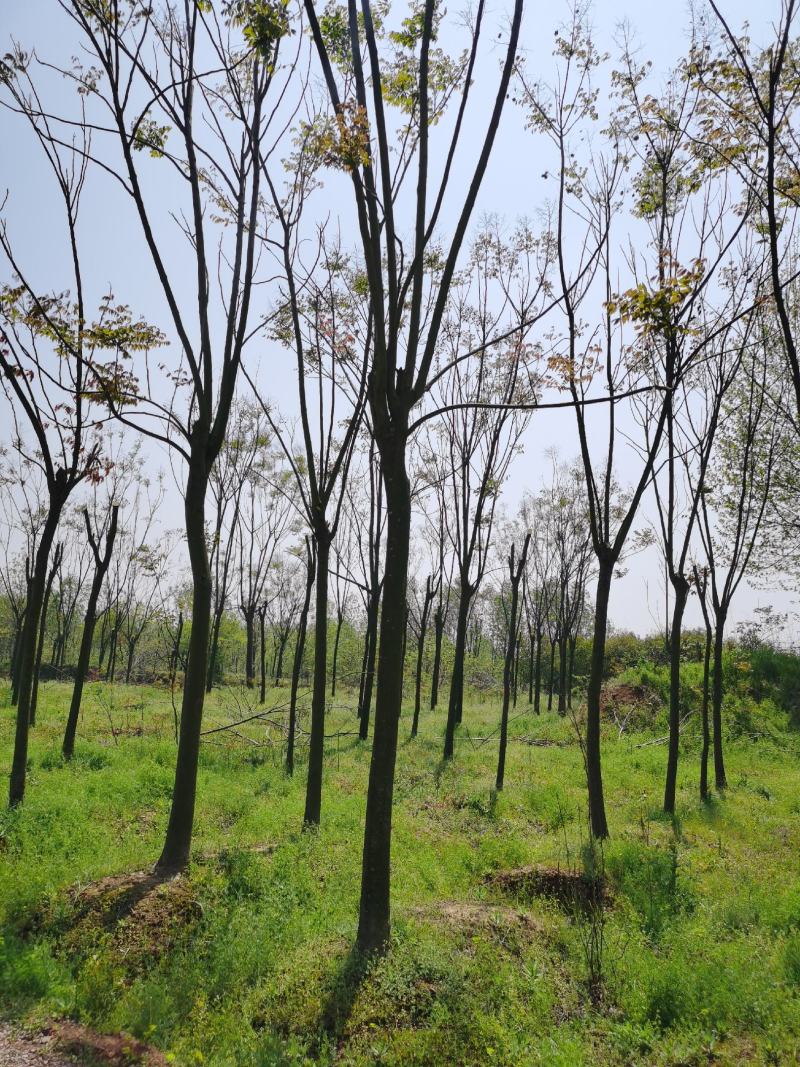 栾树苗价格，栾树价格，南栾价格，栾树地理价格