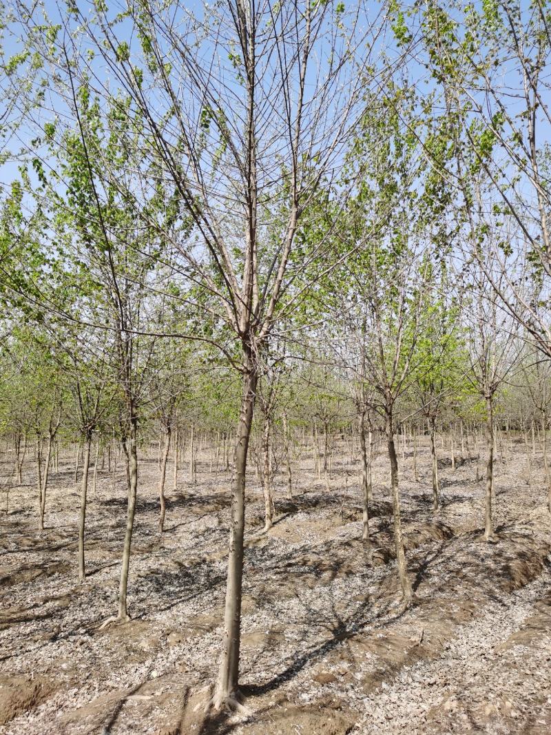 栾树苗价格，栾树价格，南栾价格，栾树地理价格