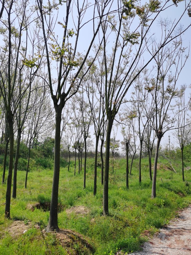 栾树苗价格，栾树价格，南栾价格，栾树地理价格