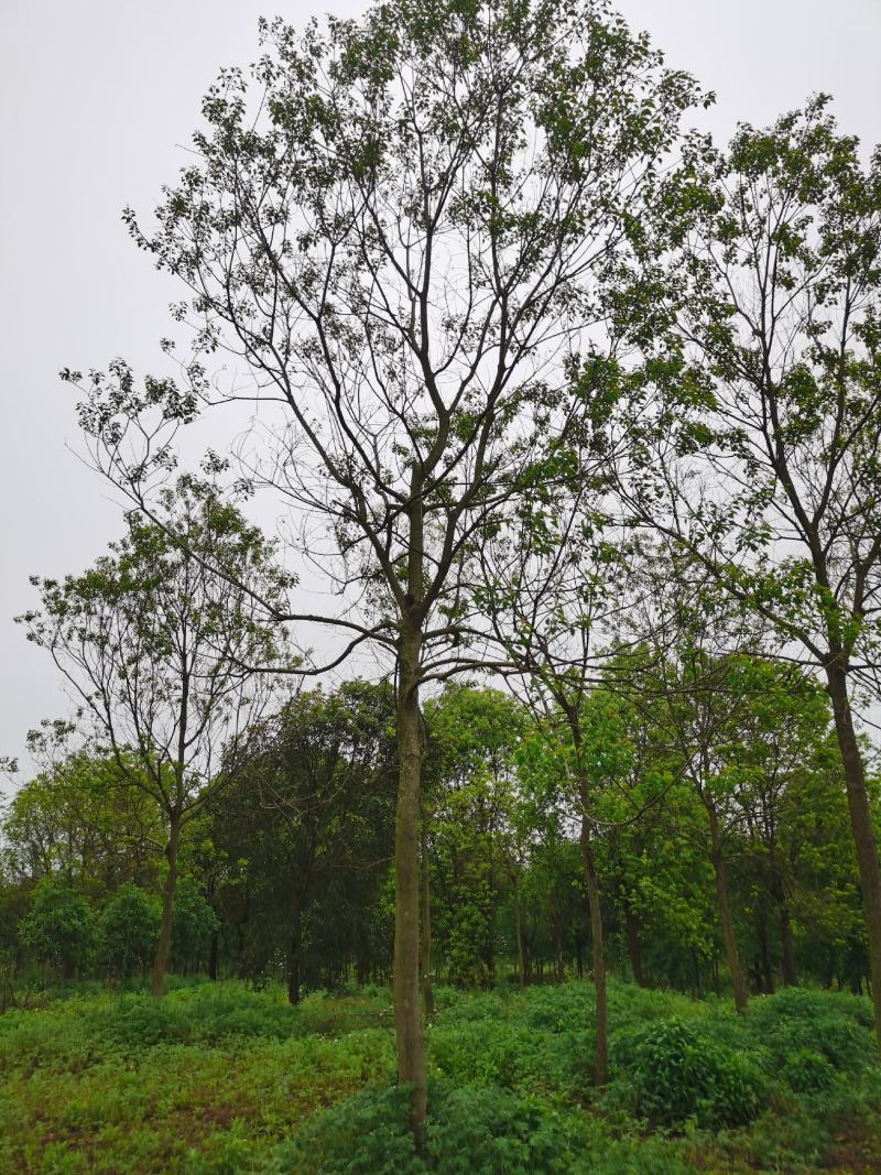 三角枫价格，枫树季节，三角枫，南京三角枫价格