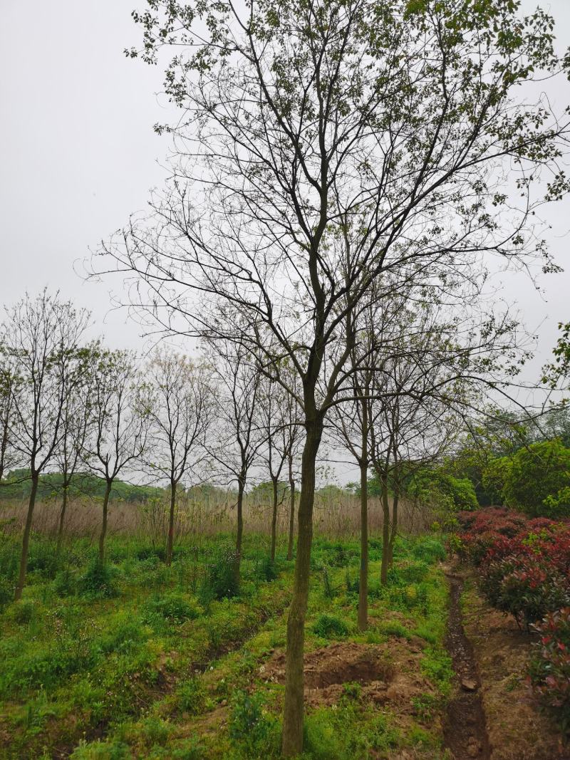 三角枫价格，枫树季节，三角枫，南京三角枫价格