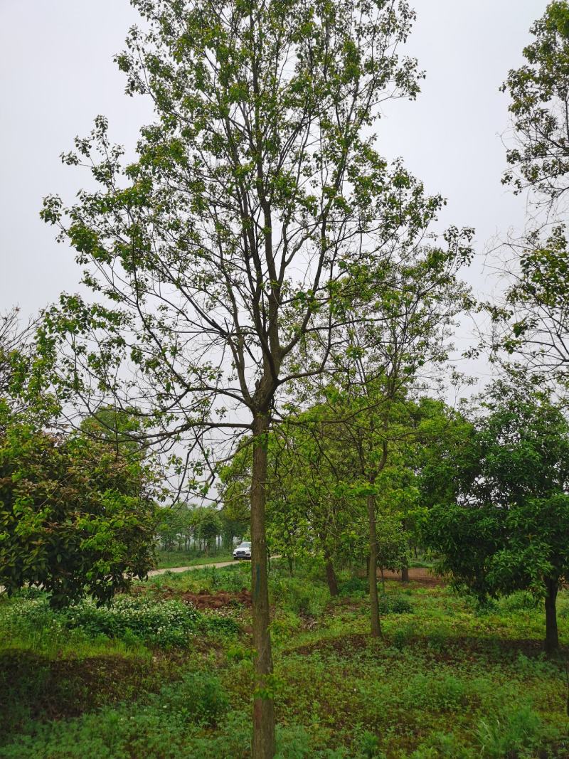 三角枫价格，枫树季节，三角枫，南京三角枫价格