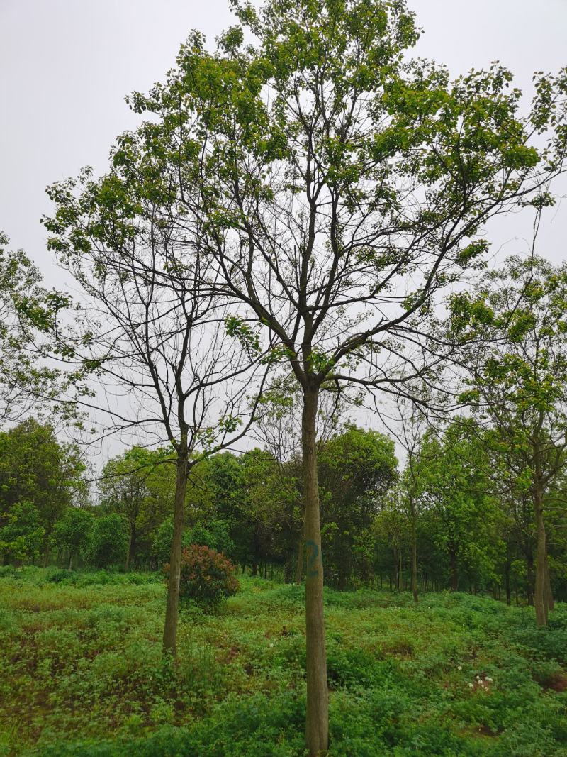 三角枫价格，枫树季节，三角枫，南京三角枫价格