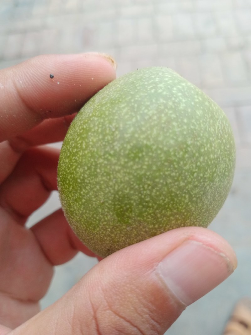 核桃