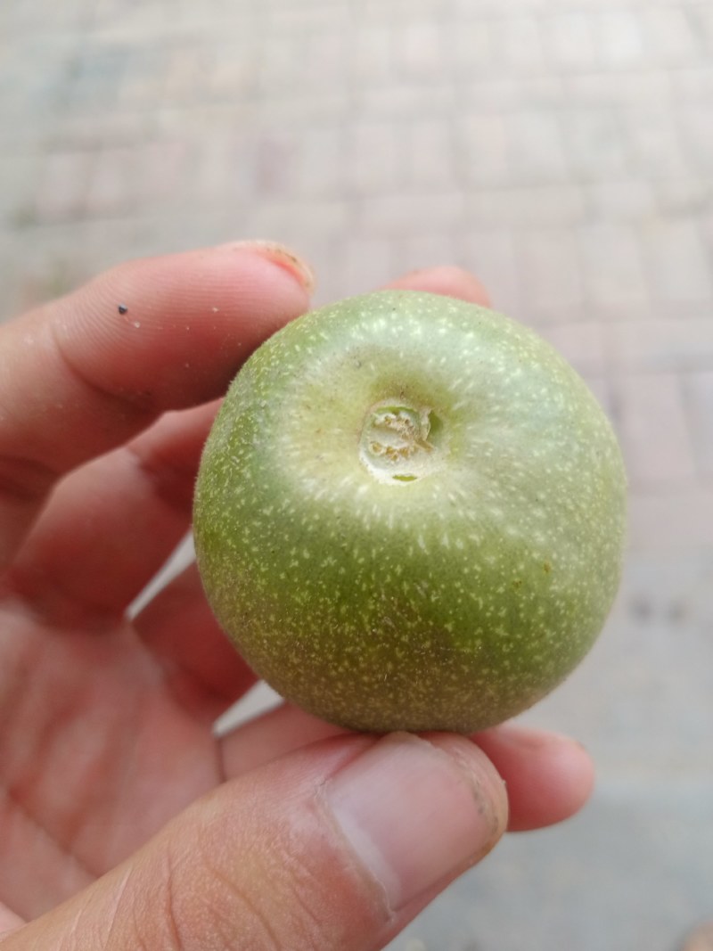 核桃