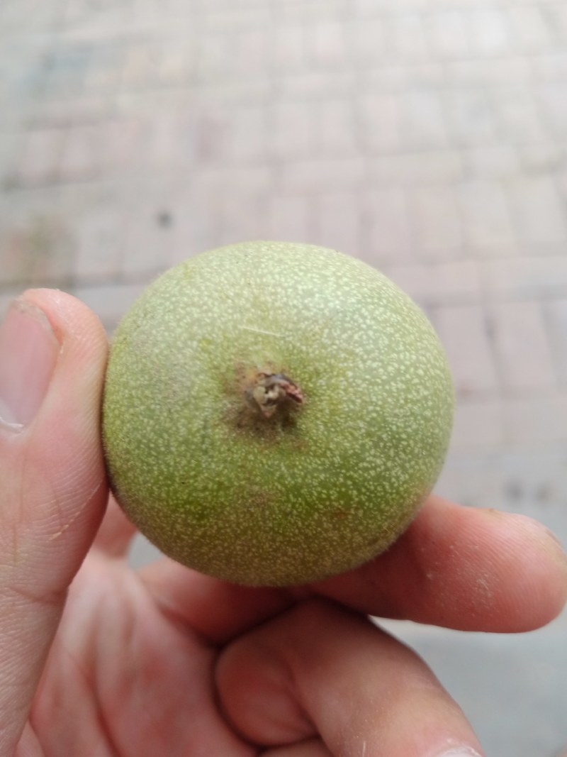 核桃