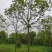 白玉兰6~8cm，玉兰5公分价格，3公分白玉兰多少钱