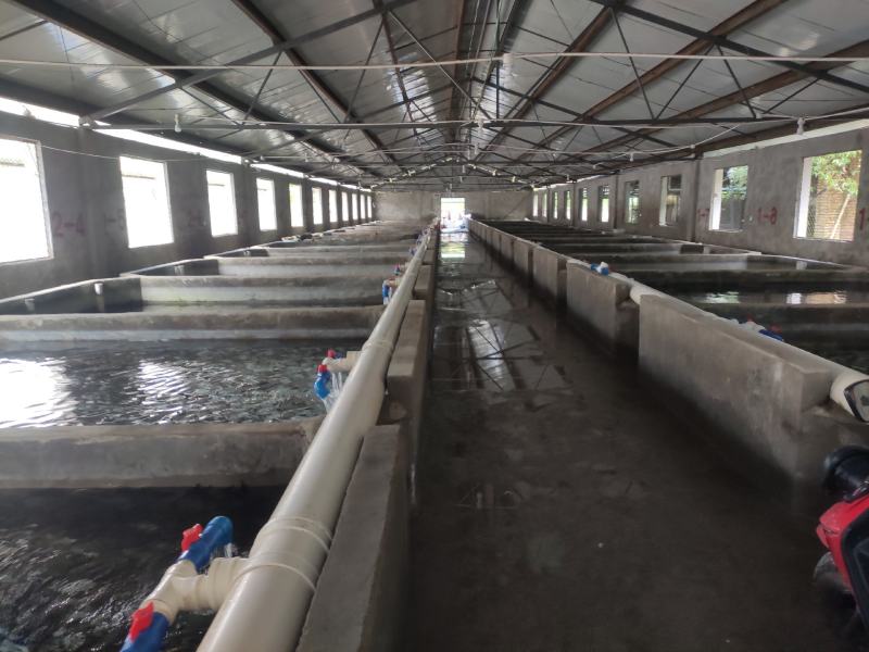 雅鱼来自四川雅安大自然水源养殖**的雅鱼，卢鱼，***