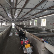 雅鱼来自四川雅安大自然水源养殖**的雅鱼，卢鱼，***