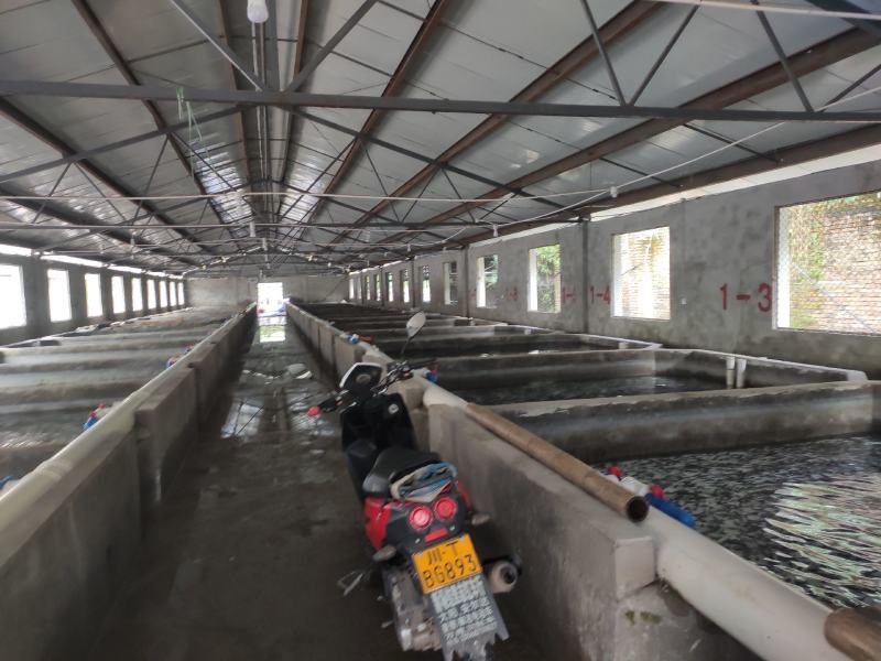 雅鱼来自四川雅安大自然水源养殖**的雅鱼，卢鱼，***