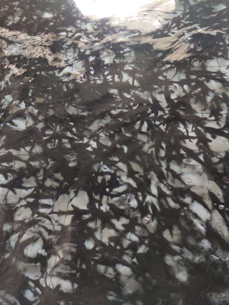 雅鱼来自四川雅安大自然水源养殖**的雅鱼，卢鱼，***