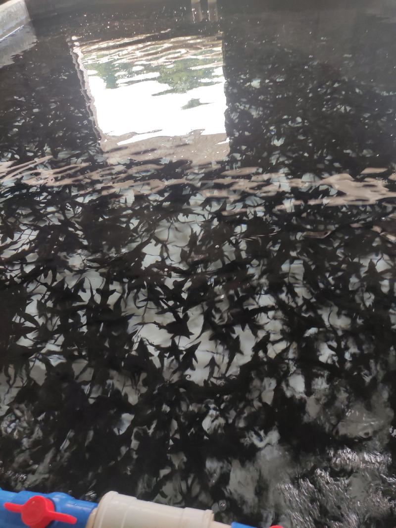 雅鱼来自四川雅安大自然水源养殖**的雅鱼，卢鱼，***